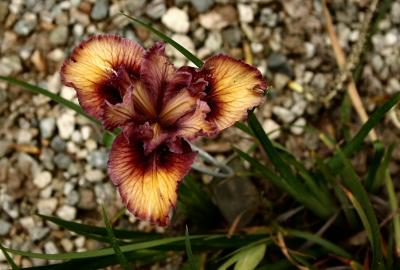 March 17, 2005Iris