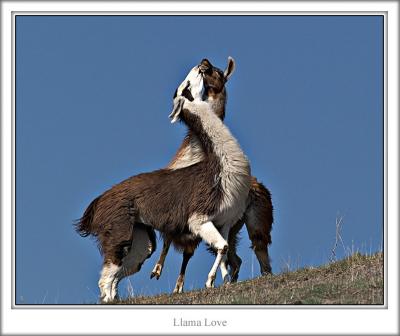 web-PB023287pp11x14_vs2.jpg