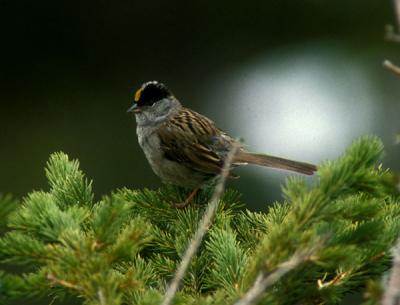Golden-crowned Sparrow 01-lo.jpg