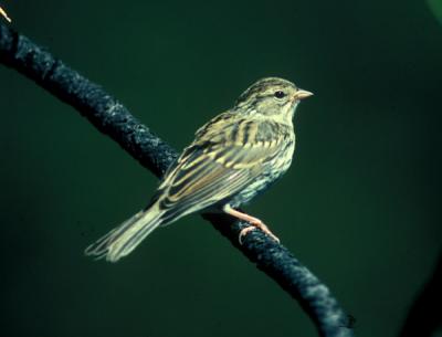 Chipping Sparrow 01-lo.jpg