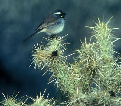 Black-throated Sparrow 01-lo.jpg