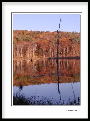 pond.jpg