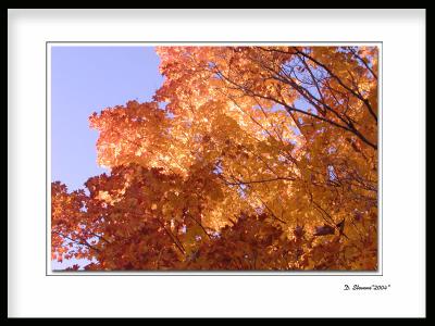 Glowing-Leaves.jpg