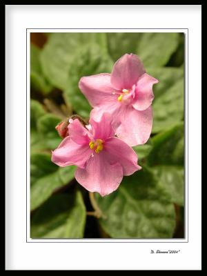 Arican-Violets.jpg