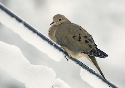 Mourning Dove.jpg