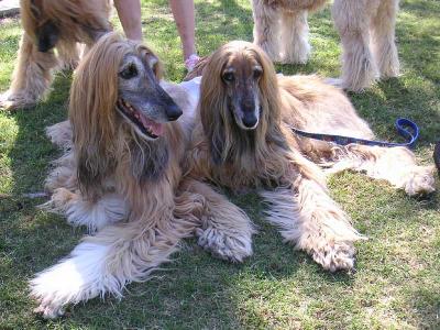 Afghan Hounds at Papago Park