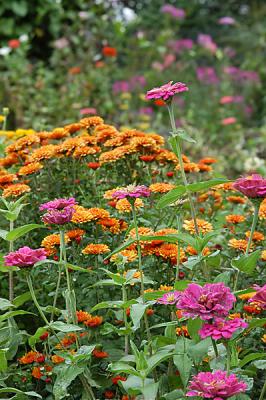 Flowers1.jpg