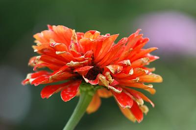 Flowers3.jpg