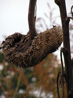 SunFlower.jpg