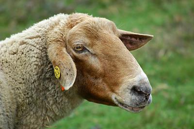 Lamb1.jpg