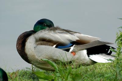 Mallard