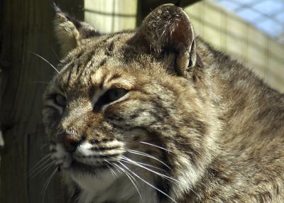Bobcat.jpg