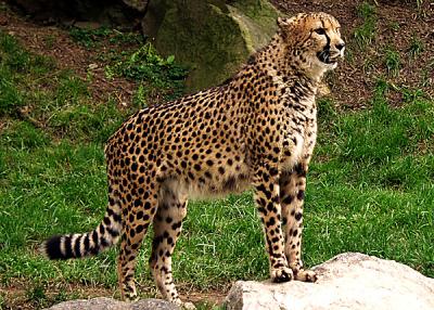 cheetah2.jpg