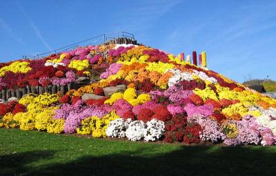 Mountain of Mums