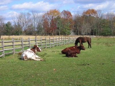 Pasture
