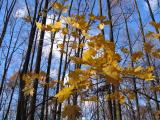 Last Leaves