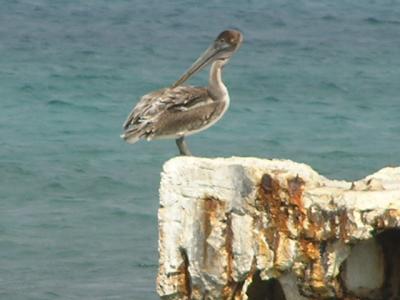 Pelican on pier in Cozumel.JPG