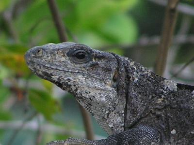 Iguana pic5 at Chakanab Park.JPG