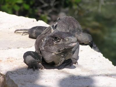 Iguana pic13 at Chakanab Park.JPG