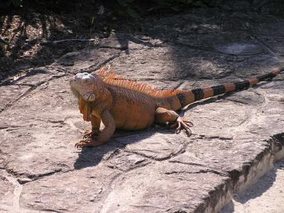 BigRed Iguana pic4 at Chakanab.JPG