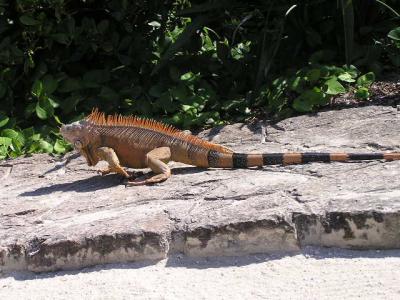 BigRed Iguana pic6 at Chakanab.JPG