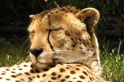 Cheetah pic 2.JPG