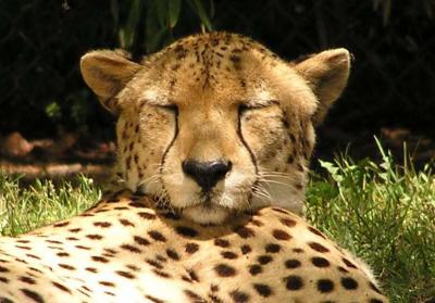 Cheetah pic 11.JPG