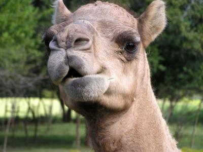 Camel face 1.JPG