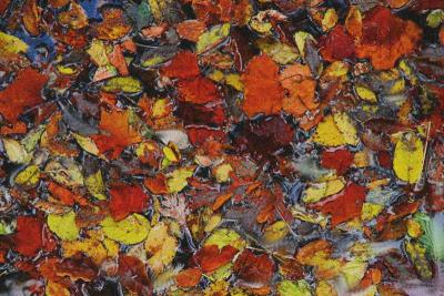 10/11/04 - Autumn Leaves