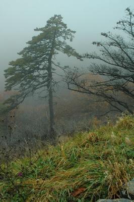 10/29/04 - More Misty, Rainy Fall Colors