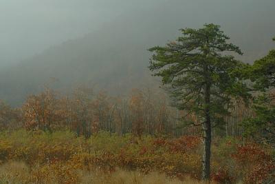 10/29/04 - More Misty, Rainy Fall Colors