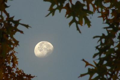 11/1/04 - Oak Moon