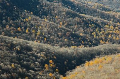 2/05 Juried Exhibit; PAD 11/6/04 - Gold in them thar hills