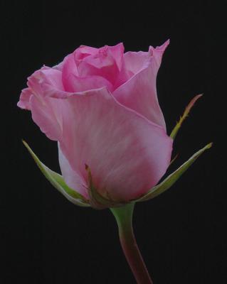 11/9/04 -  Last Rose