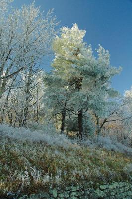 11/13/04 - A Preview of Winter