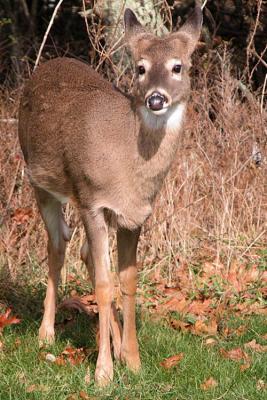 11/26/04 - White Tailed Yearling