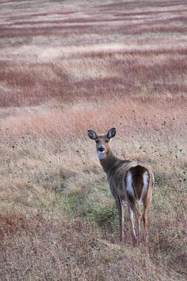 11/26/04 - White Tailed Deer at Big Meadows