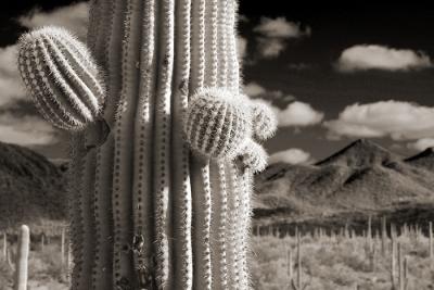 Buds (B&W)