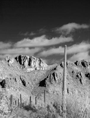 Tucson Mountain Landscape
