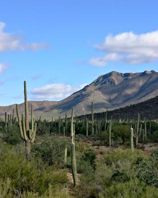 A Day Trip to Tucson