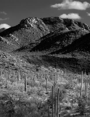 Saguaro Valley