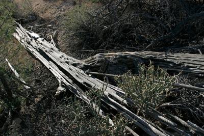 u49/edhahn/medium/36903269.IMG_7780_SaguaroSkeleton.jpg