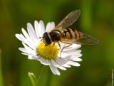 Bellis perennis
