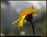 Arnika / arnica / arnica montana