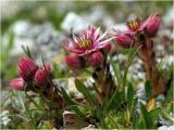 Bergwurz / Sempervivum montanum