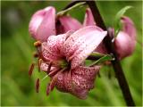 Tuerkenbund / Lilium Martagon