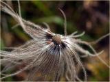 Alpen-Anemone / Anemone alpina