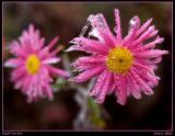 Aster