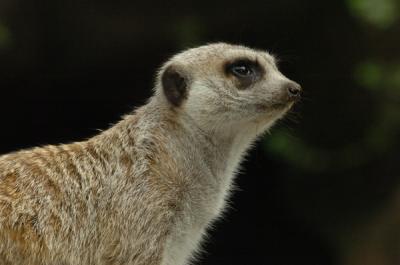 Meerkat's profile