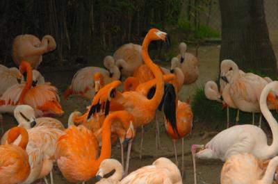 Los Angeles Zoo